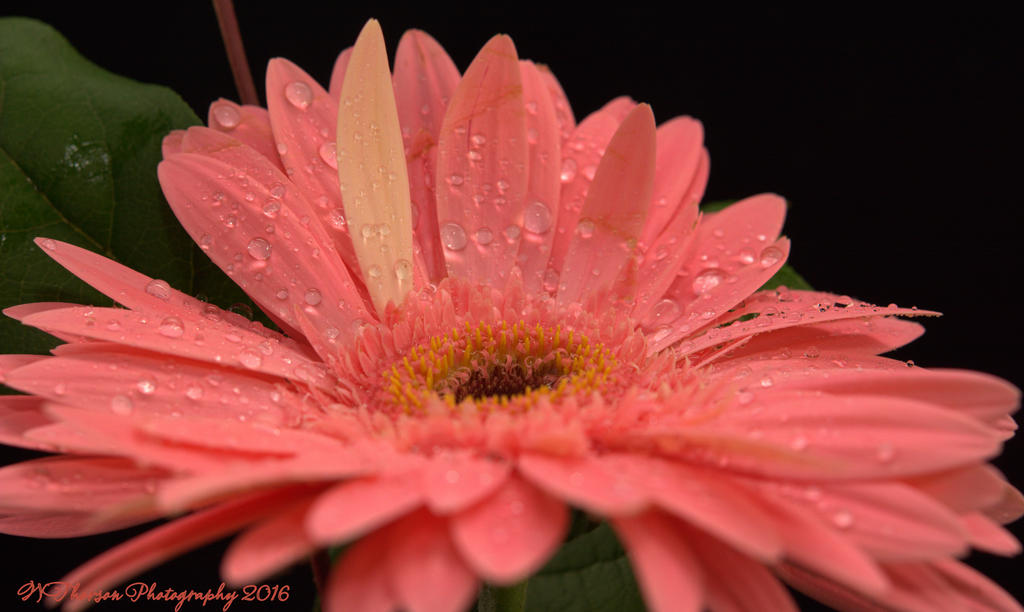 Pink Gerbera #4 12-6-2016.jpg