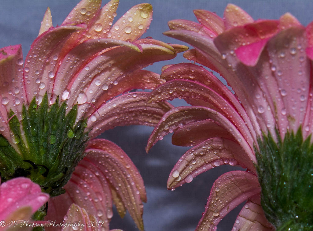 Pink Gerbera Daisies #5 3-23-2017.jpg