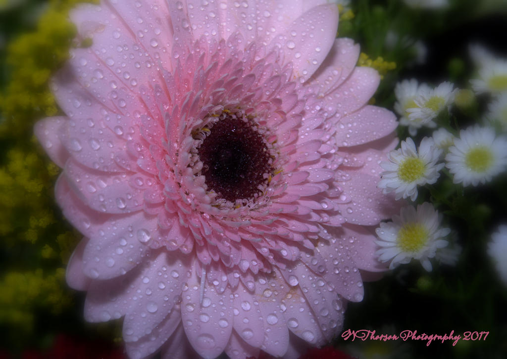 Pink Gerbera Daisy 1-10-2017.jpg