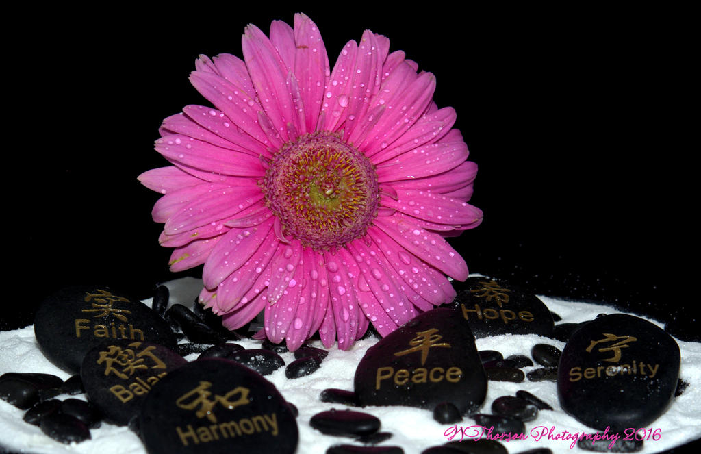 Pink Gerbera Daisy #2 9-15-2016.jpg