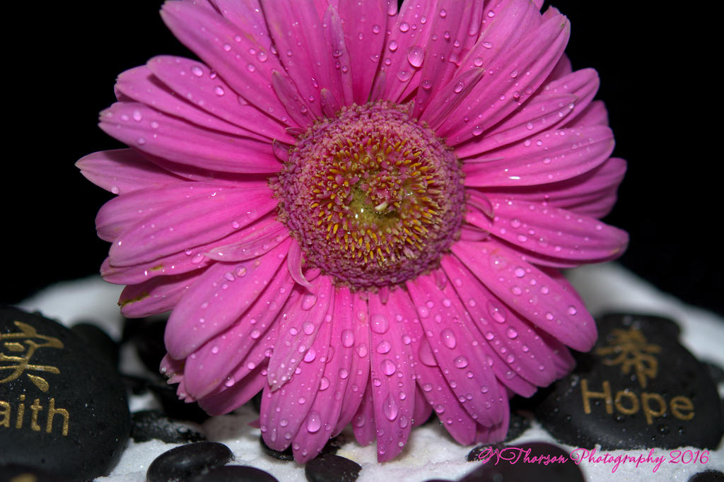 Pink Gerbera Daisy #3 9-15-2016.jpg