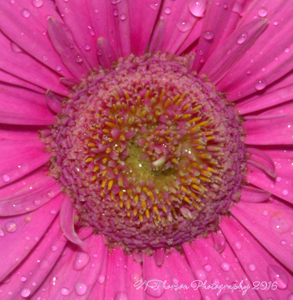 Pink Gerbera Daisy #4 9-15-2016.jpg