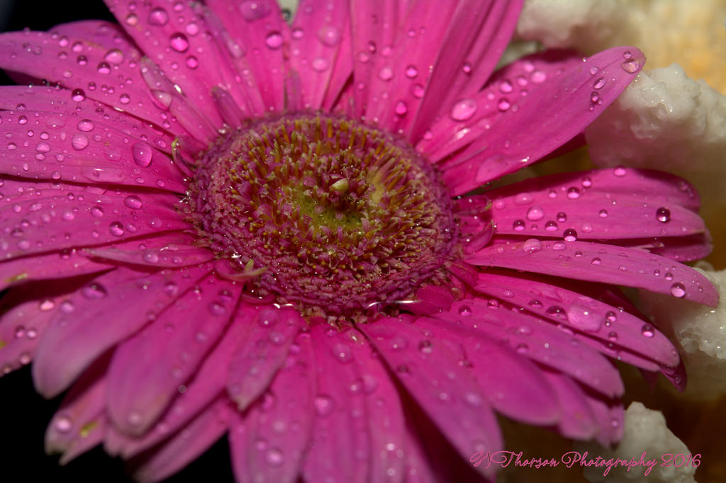 Pink Gerbera Daisy 9-16-2016.jpg