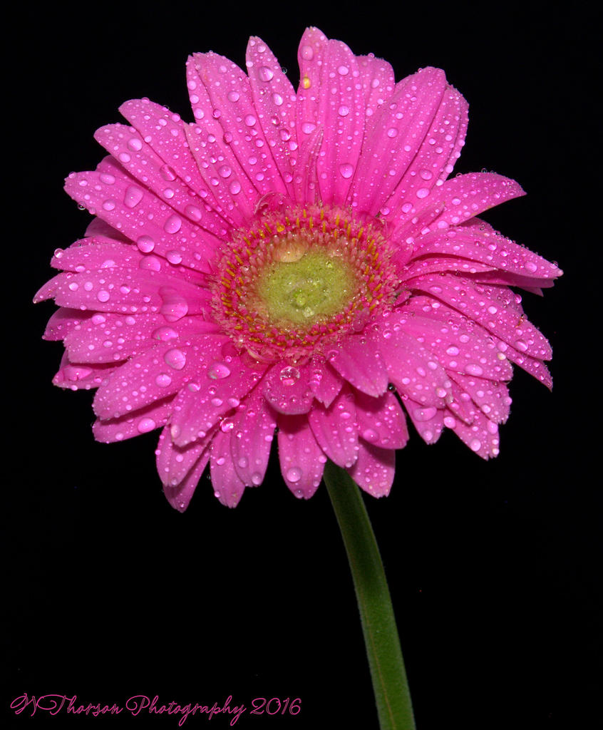 Pink Gerbera Daisy 9-7-2016.jpg