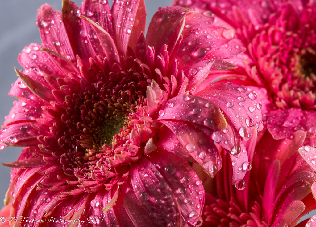 Pink Gerbera Dasies 3-23-2017.jpg