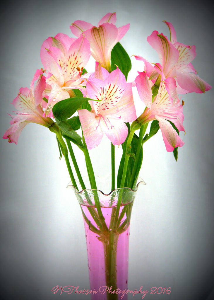 Pink Gladiolas #2 9-27-2016.jpg