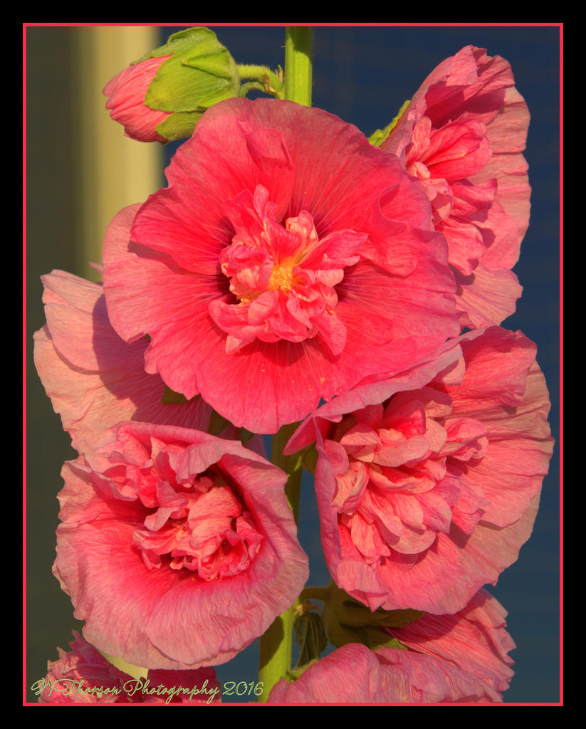 Pink Hollyhocks 6-26-2016.jpg