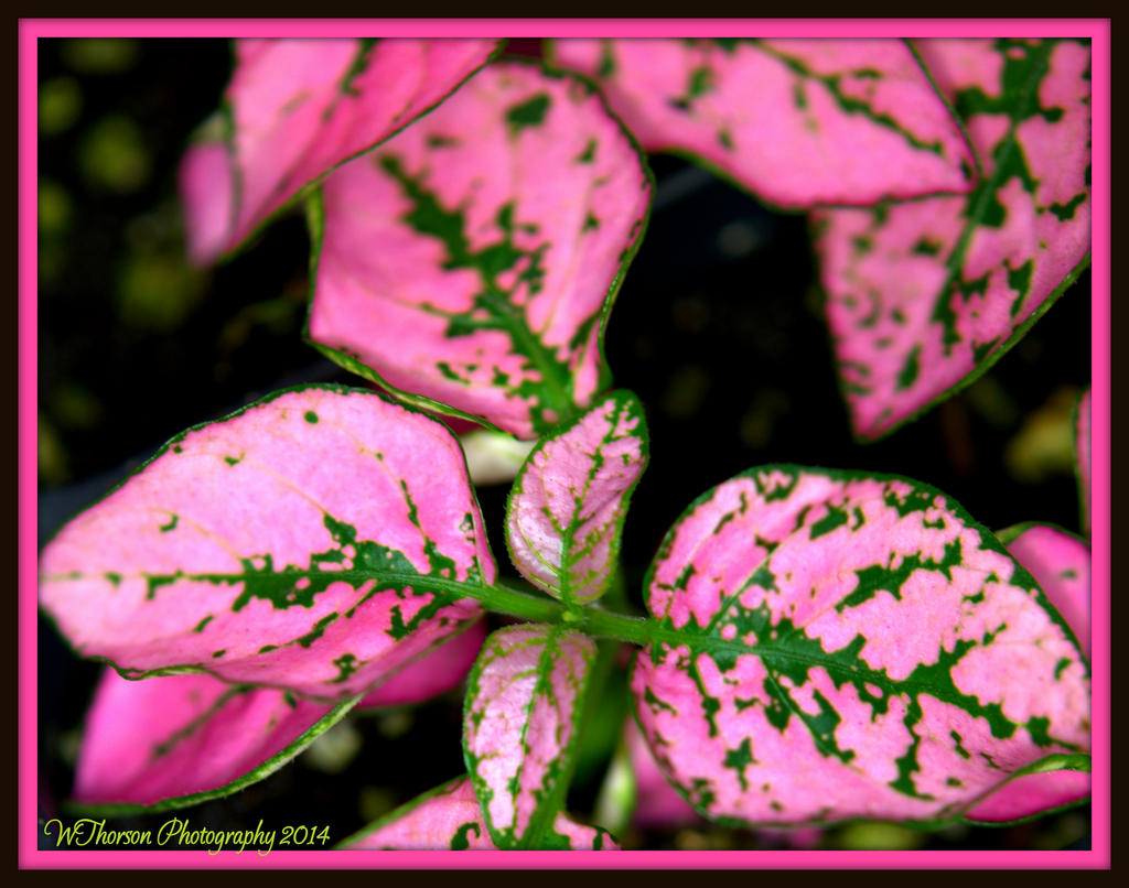 Pink Leaves.jpg