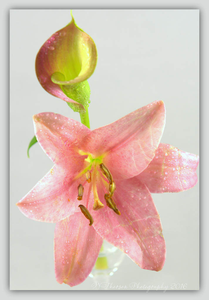 Pink Lily and Calla Lily 4-2-2016.jpg