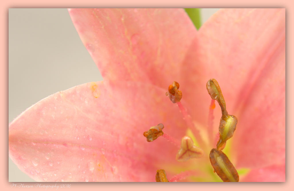 Pink Lily Close Up 4-2-2016.jpg