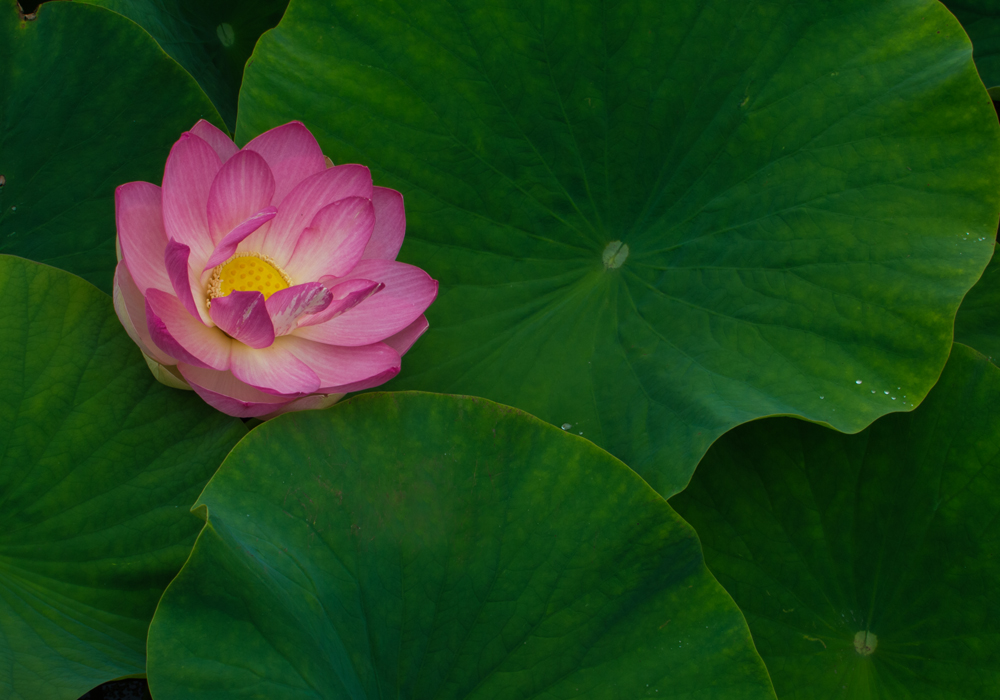 Pink Lotus NIKON.jpg