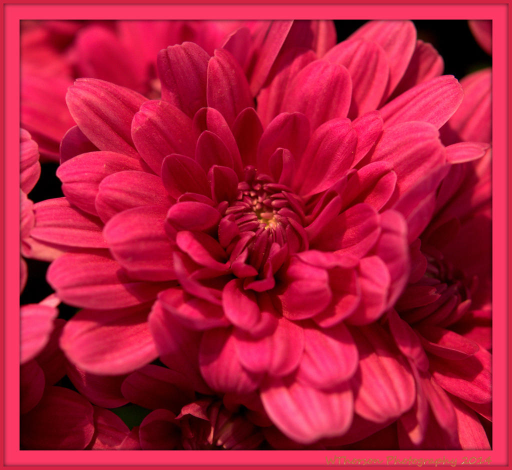 Pink Mum.jpg