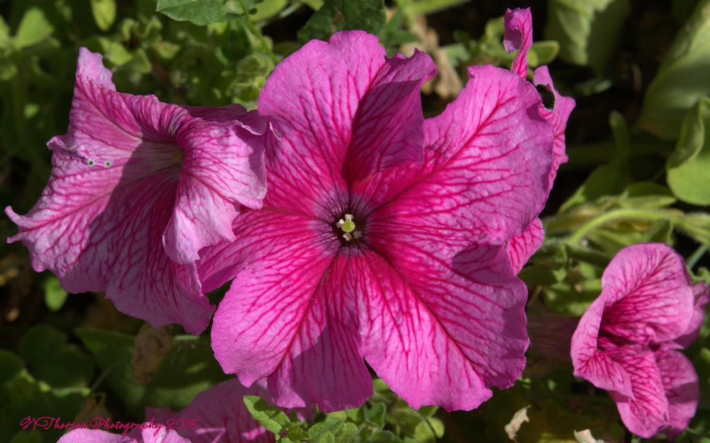 Pink Petunias 10-15-2016.jpg