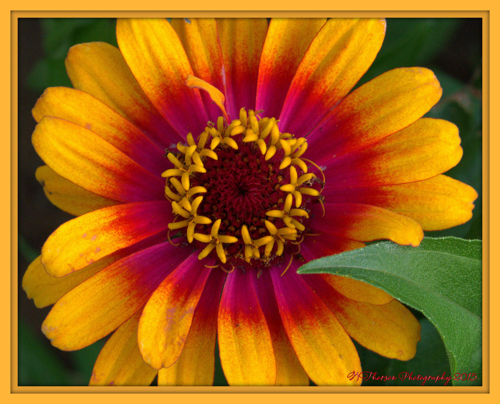 Pink, Red, and Yellow Zinnia.jpg