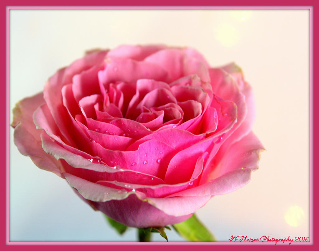 Pink Rose 1-1-2016.jpg