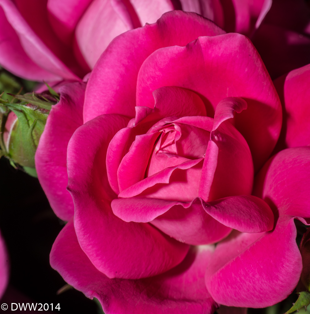 Pink Rose (1 of 1).jpg