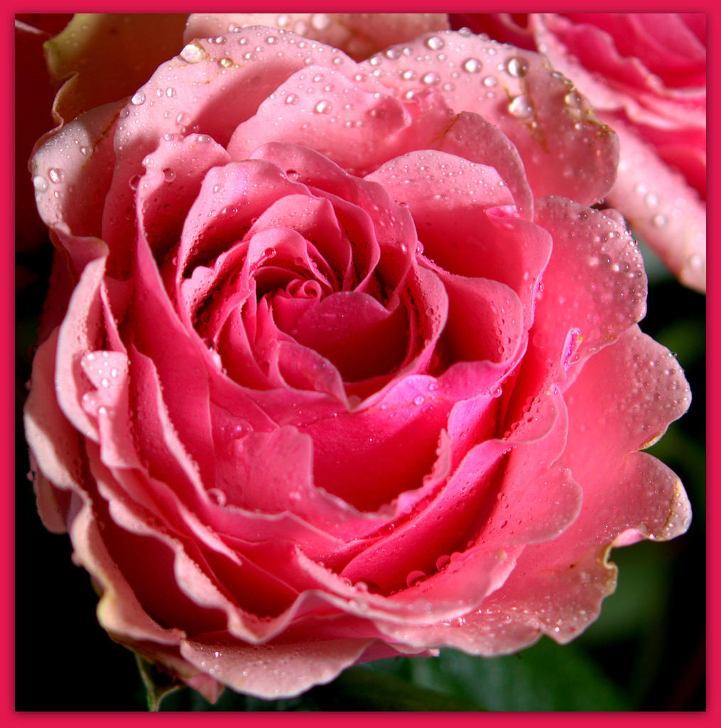 Pink Rose 10-12-2014.jpg
