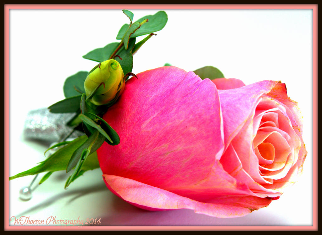 Pink Rose 2.jpg