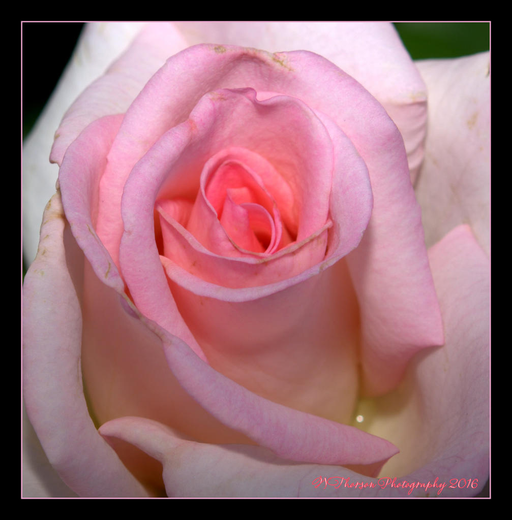 Pink Rose  5-22-2016.jpg