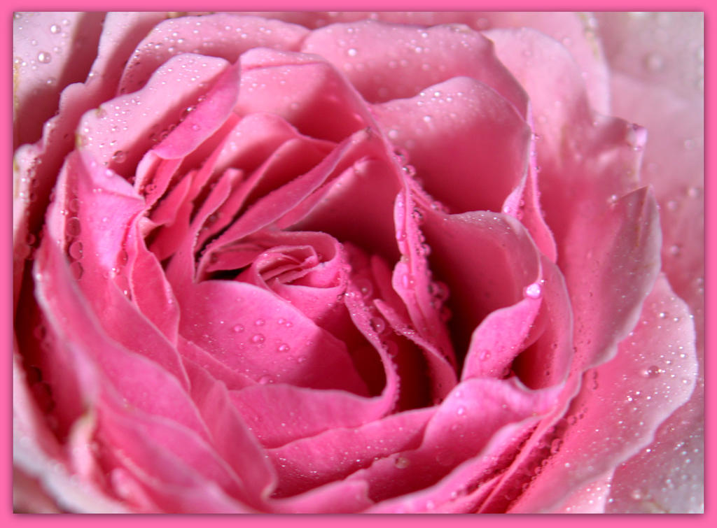 Pink Rose Close Up.jpg