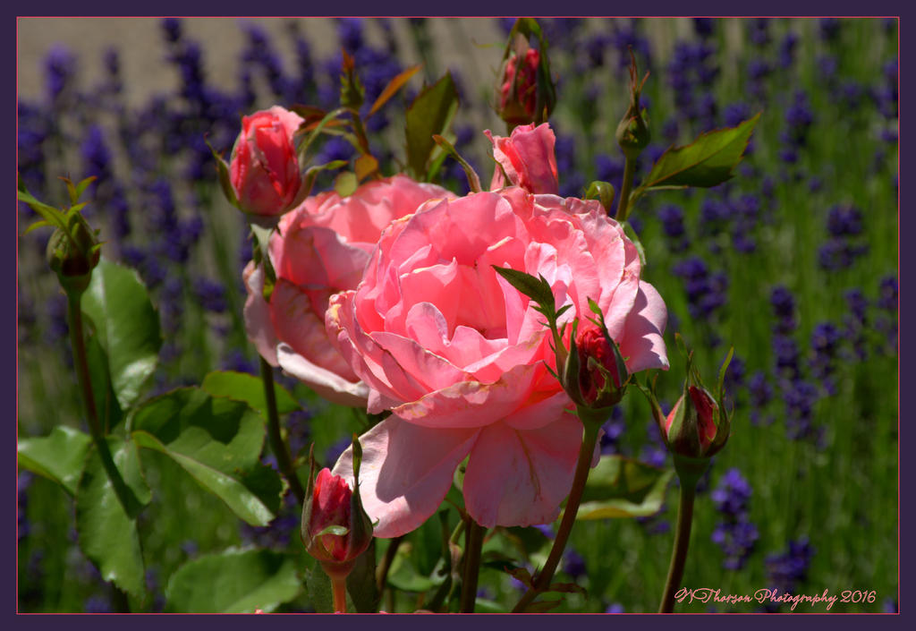 Pink Rose in a Lavender Field 6-17-2016.jpg