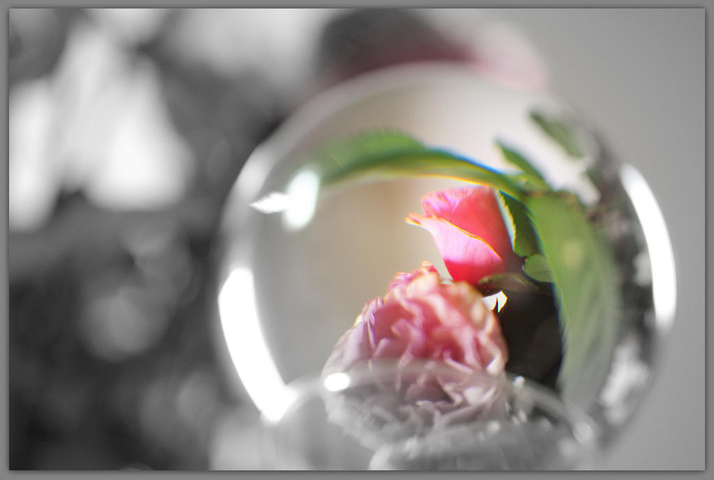 Pink Rose in a Sphere B&W.jpg