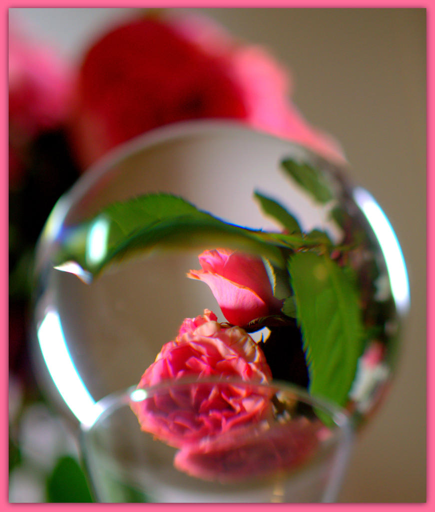 Pink Rose in a Sphere.jpg