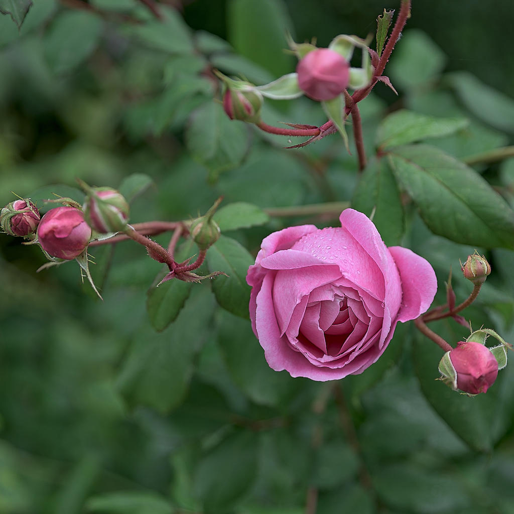 pink-rose.jpg
