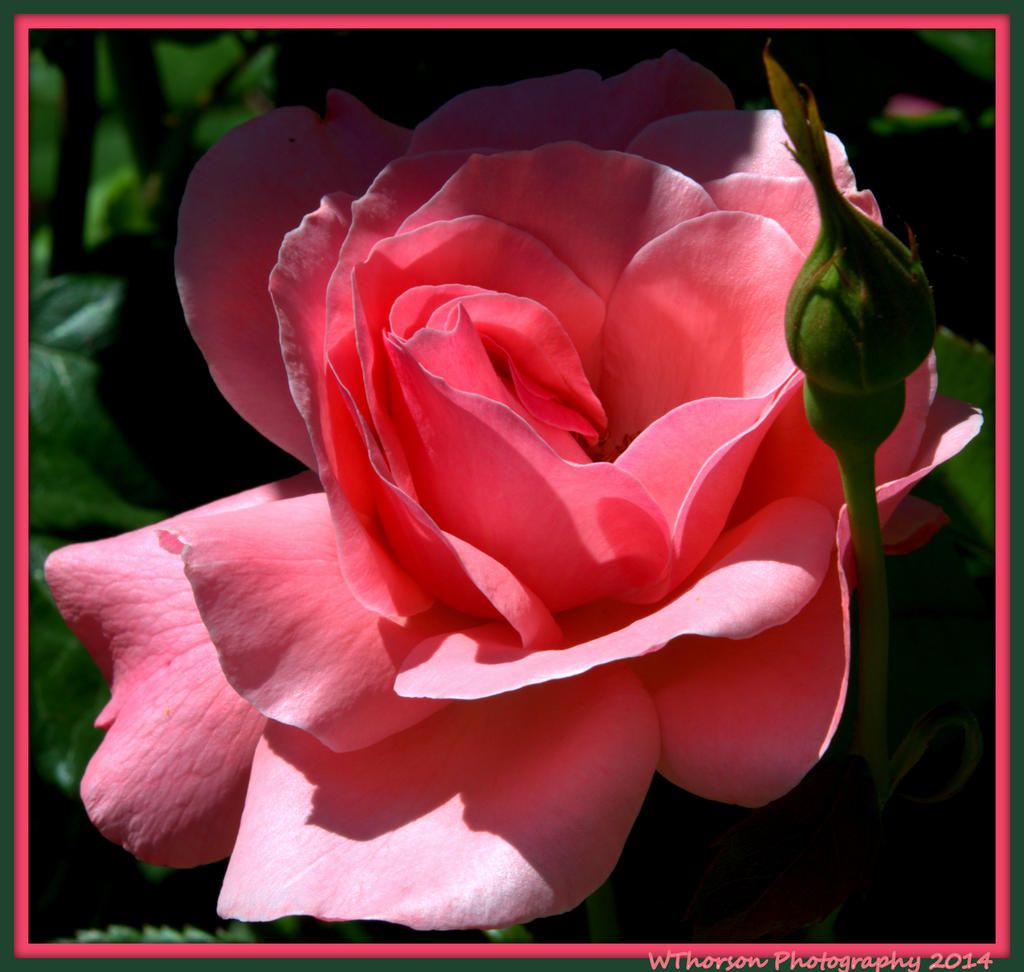 Pink Rose with Bud.jpg