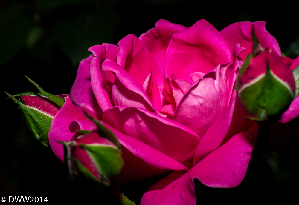 Pink Rose2 (1 of 1).jpg