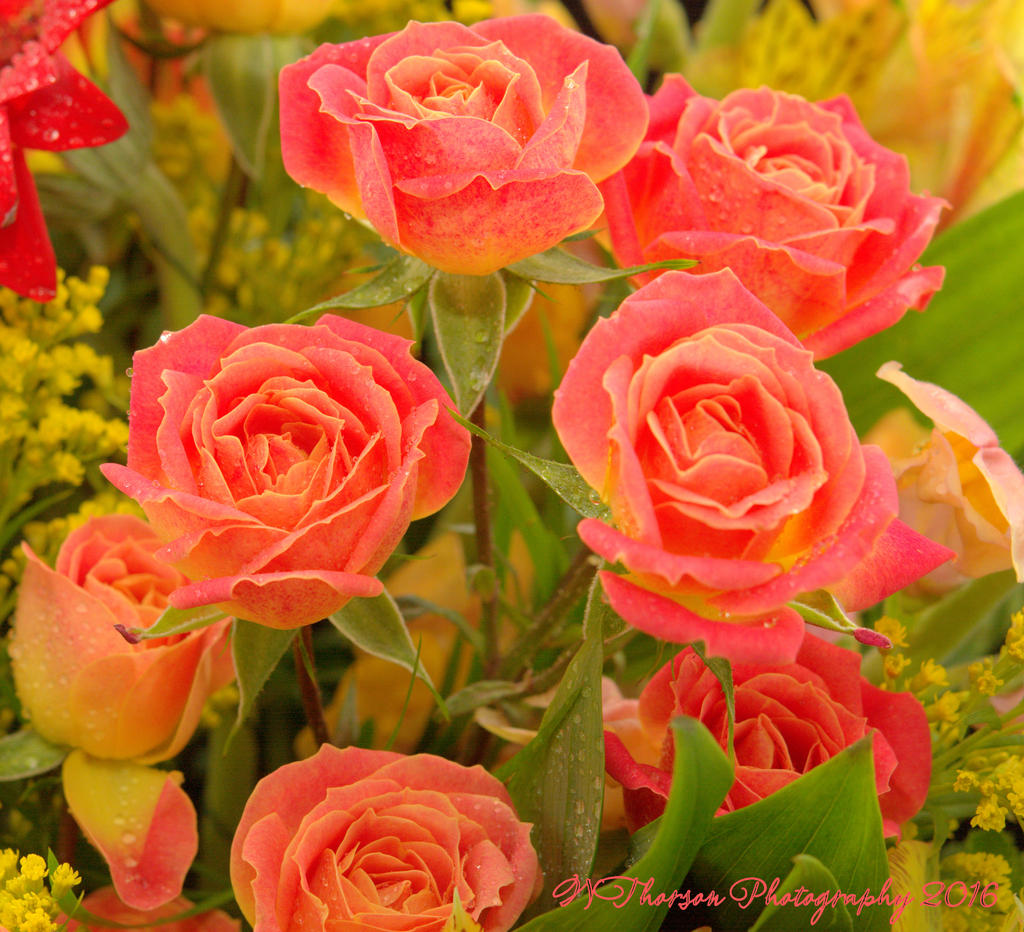Pink Roses 11-21-2016.jpg