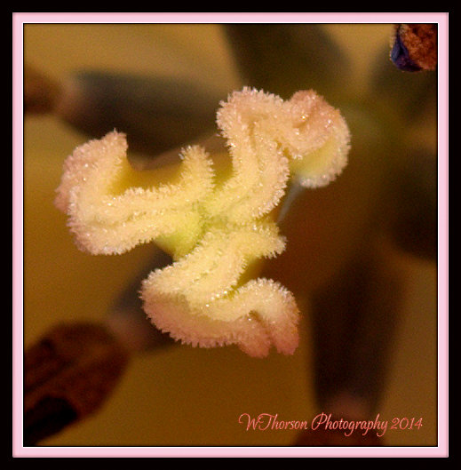 Pink Tulip Stigma.jpg