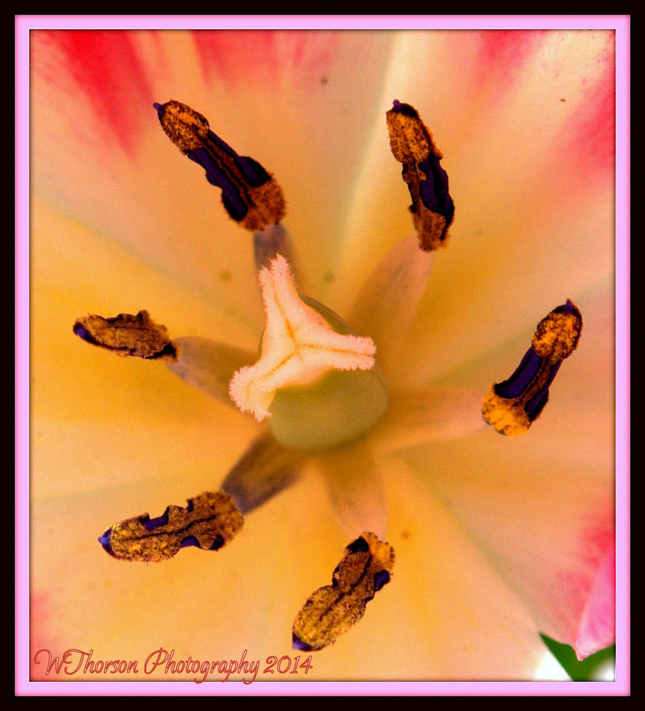 Pink Tulip with Stigma, Style, Anther, Filament, Stamen and Pistil.jpg