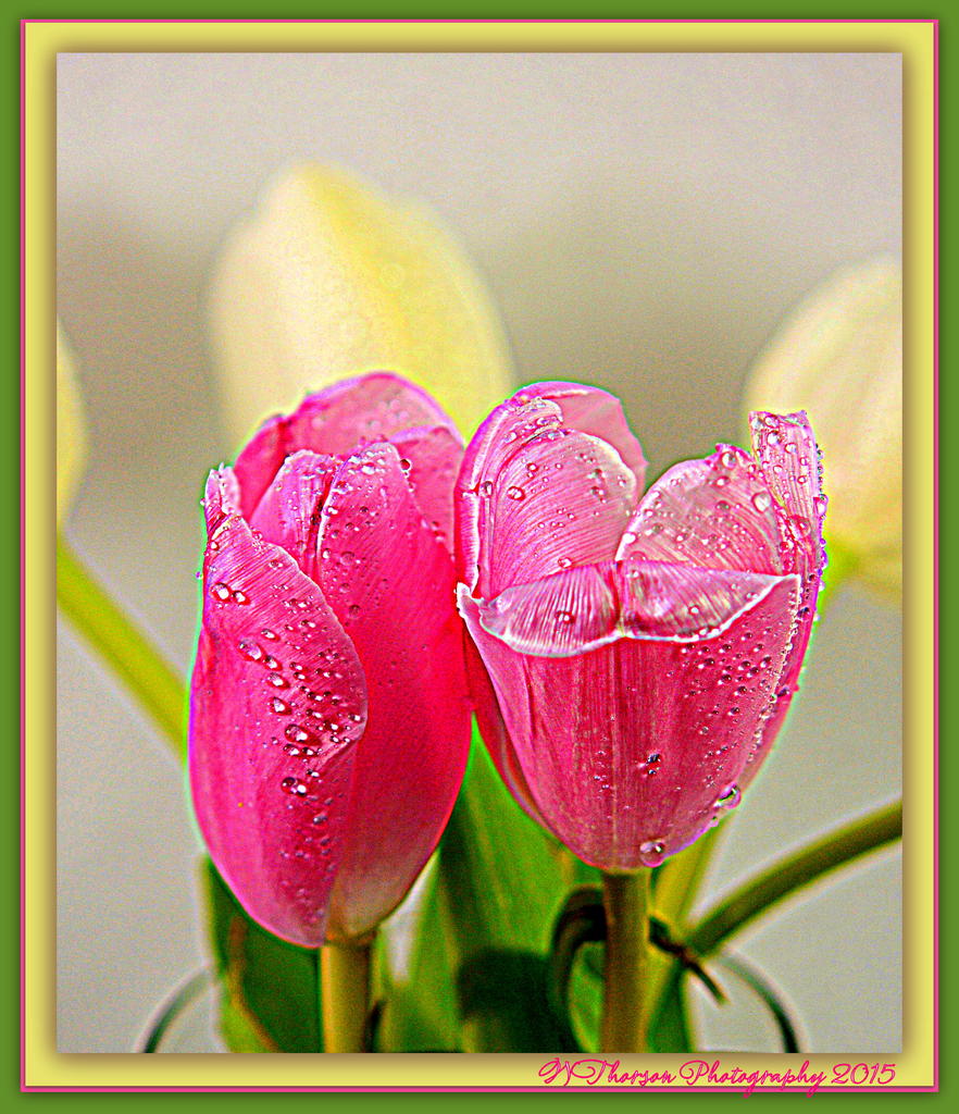 Pink Tulips.jpg