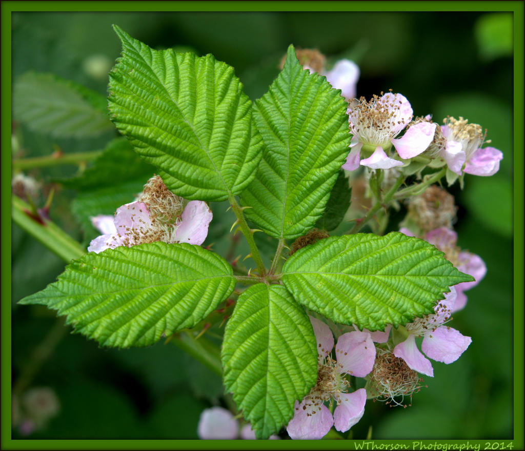 Pink Wild Flower.jpg