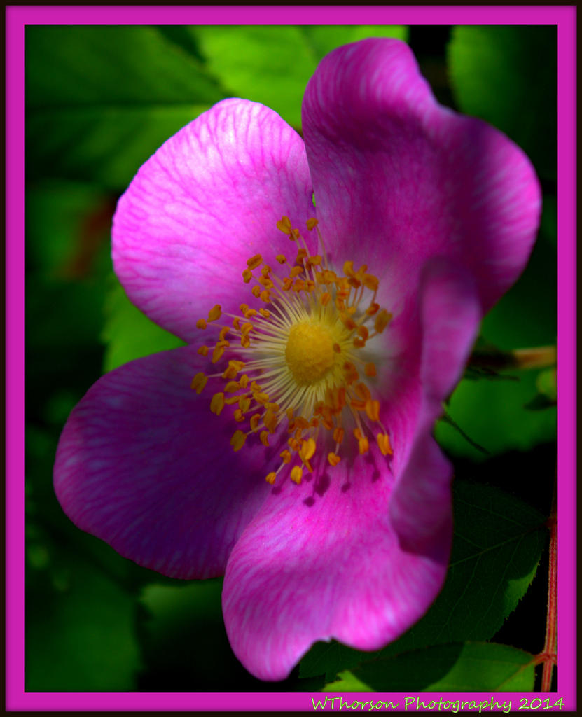Pink Wildflower.jpg