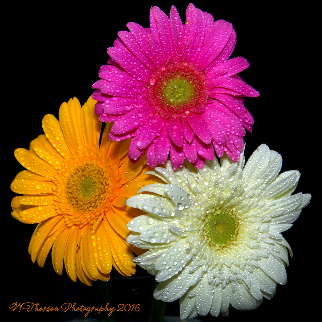 Pink, Yellow, and White Gerbera Dasies 9-7-2016.jpg
