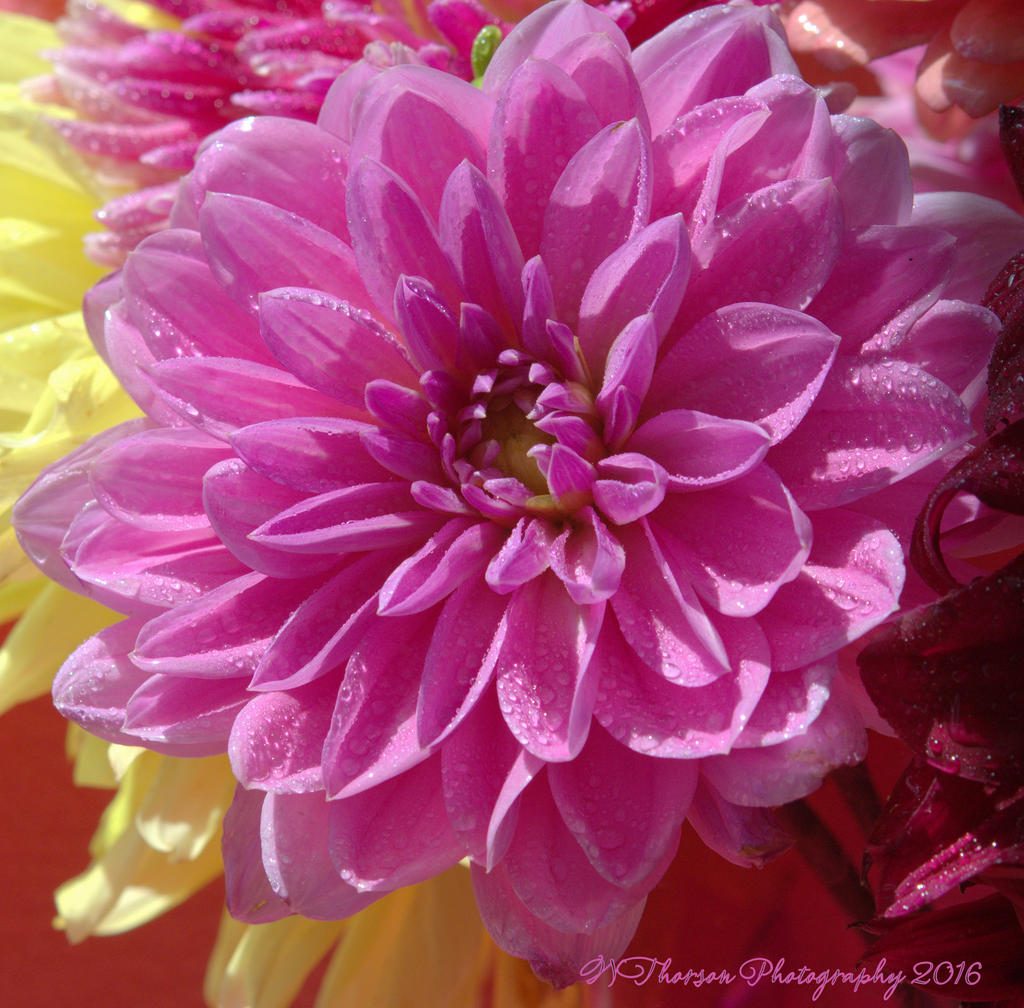 Pink Zinnia 8-18-2016.jpg