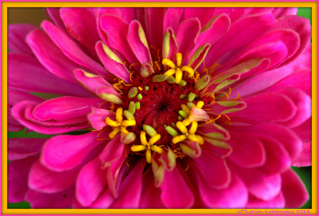 Pink Zinnia.jpg