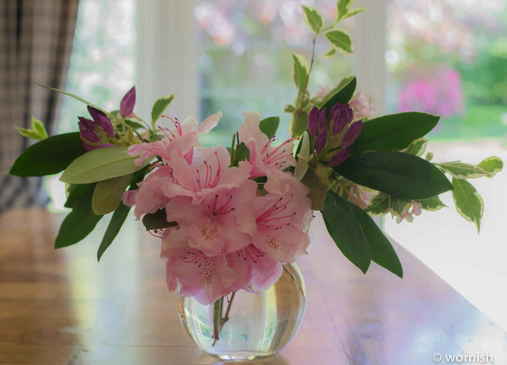 pink1.jpg