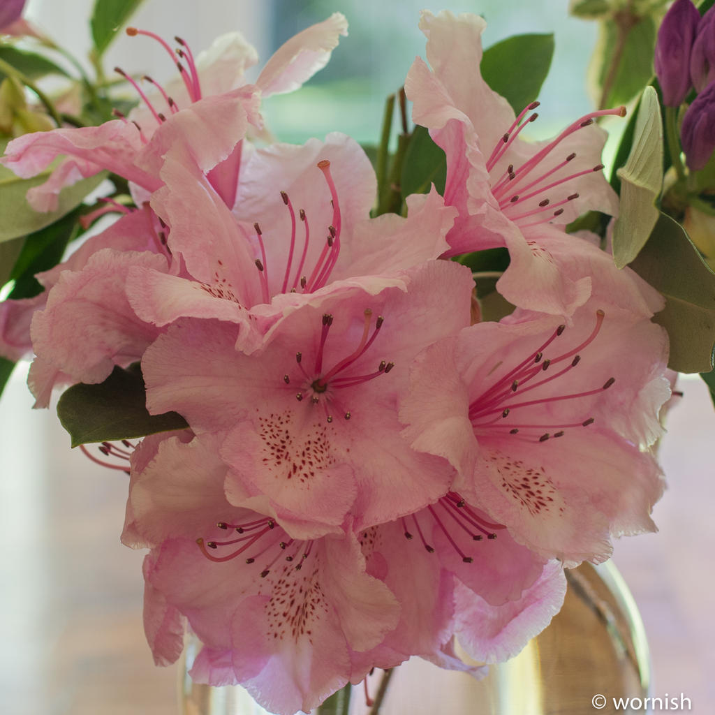 pink2.jpg
