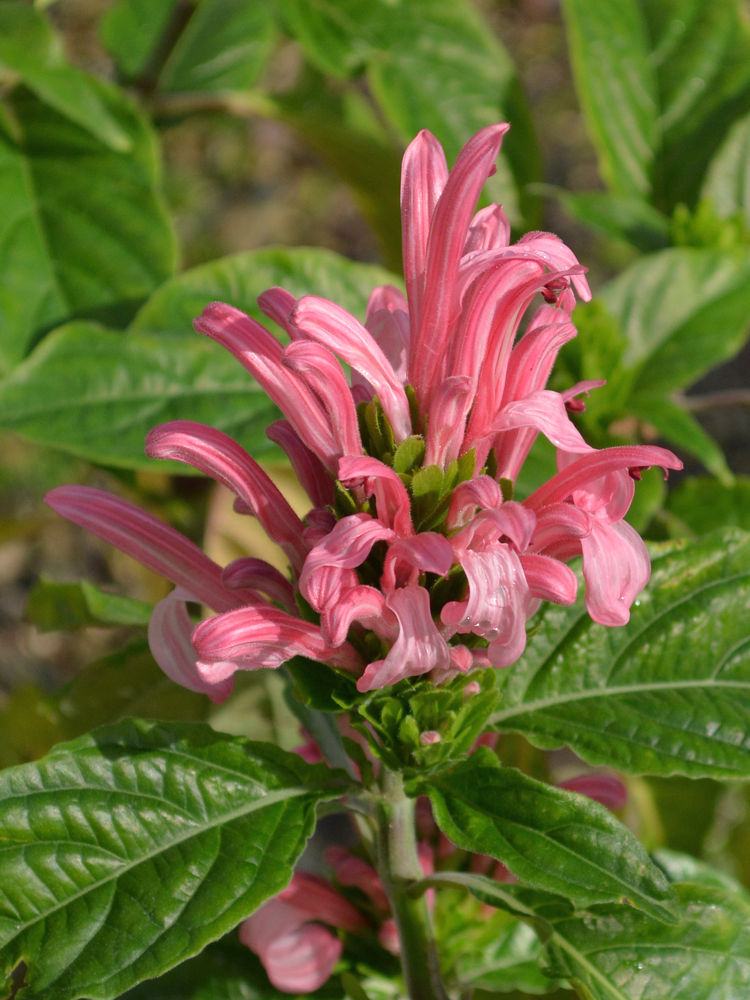 pink_flower.jpg