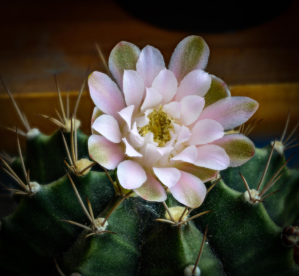 pinkcactus-1.jpg