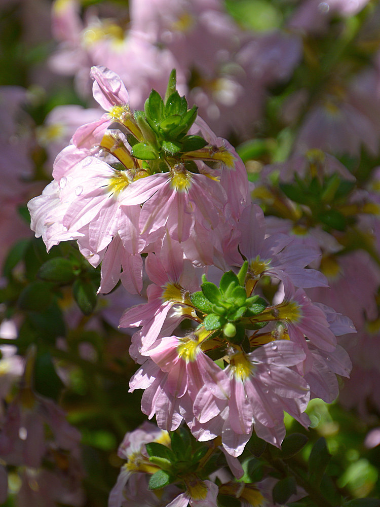 PinkFlower.jpg