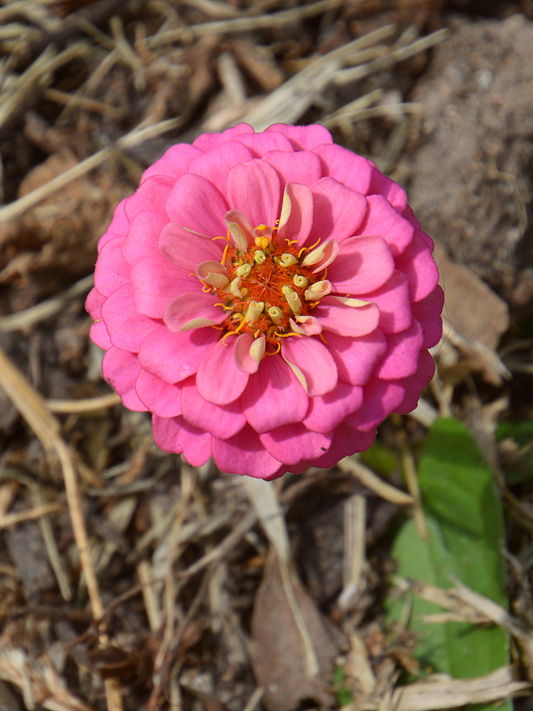 PinkFlower.jpg