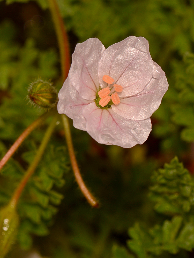 PinkFlower.jpg