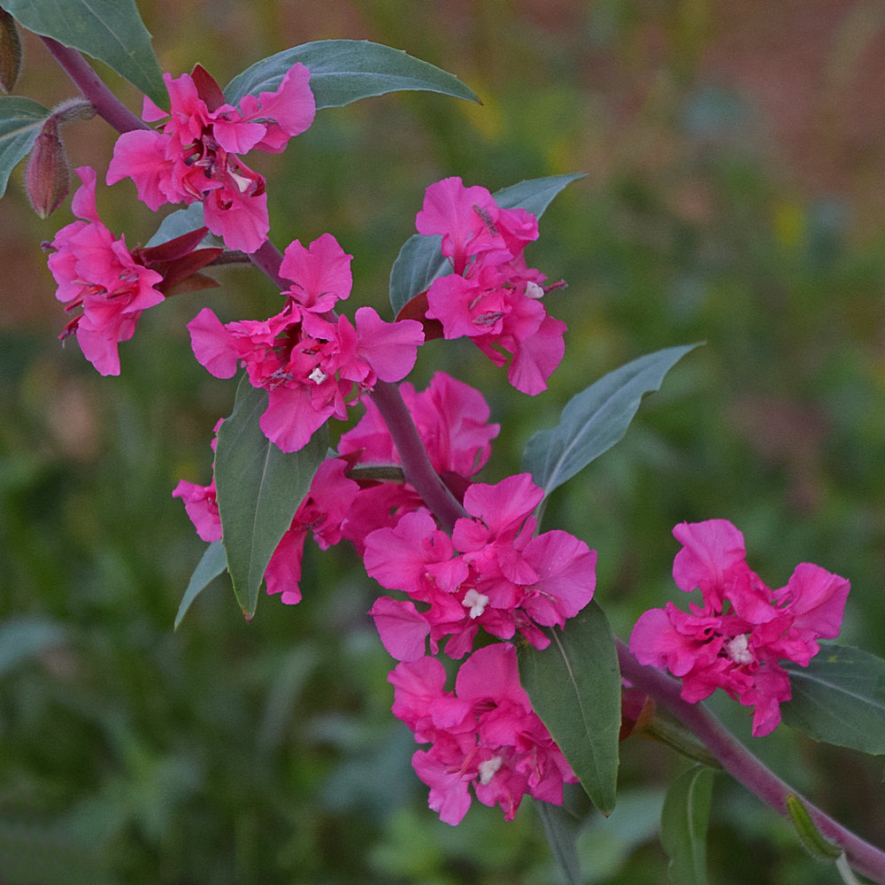 PinkFlower.jpg