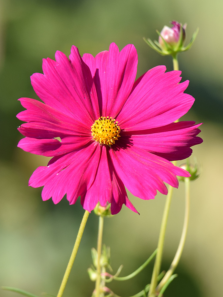 PinkFlower.jpg