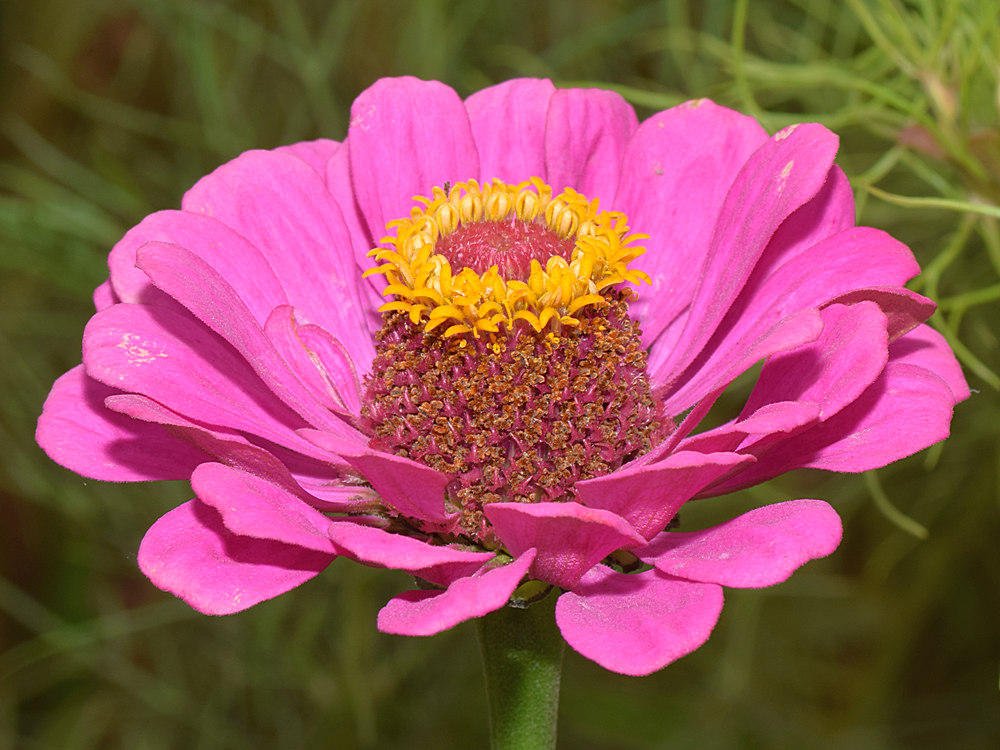 PinkFlower.jpg