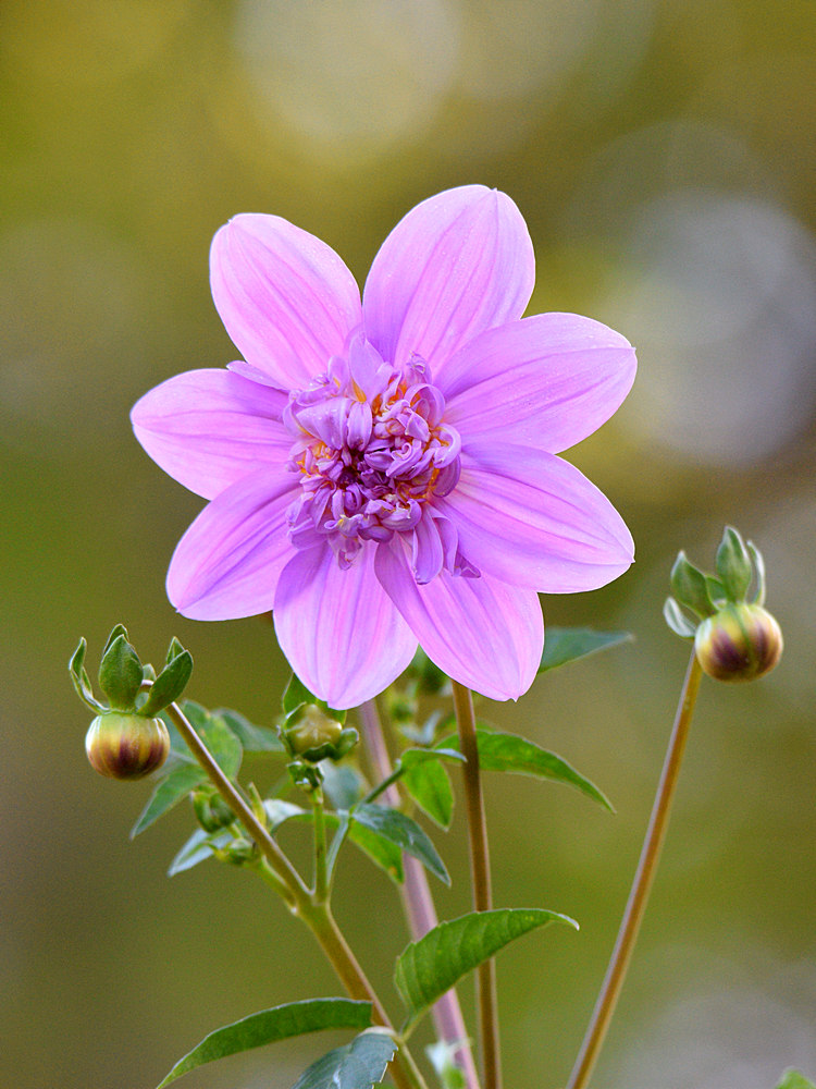 PinkFlower.jpg